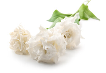 Bunch of beautiful rose flowers on white background, closeup