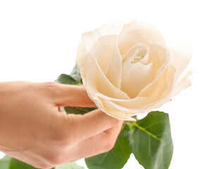 Female hand with beautiful rose flower on white background, closeup
