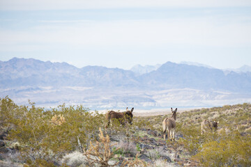 Wild burros in the desert