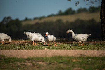geese in the field