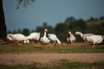 Geese in the field