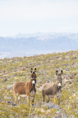 Fototapeta premium Wild burros in the desert
