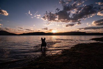 Fototapeta premium Dog swimming at sunset