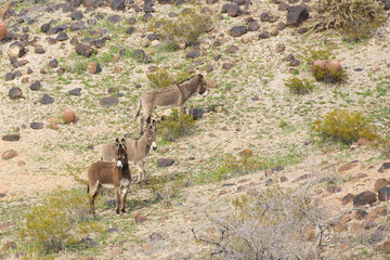 Wild burros in the desert