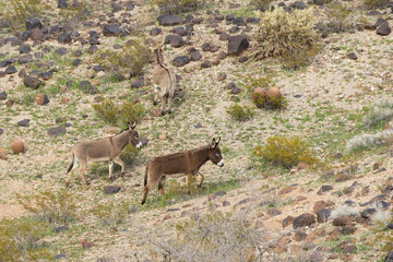 Wild burros in the desert