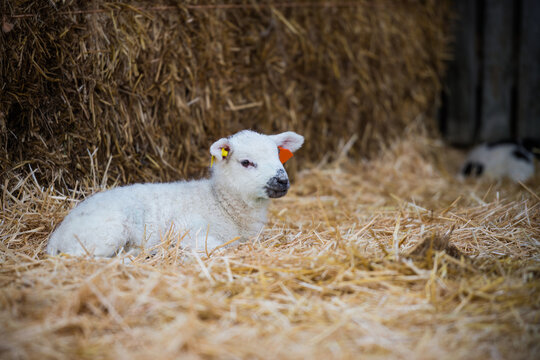White lamb standing in a lambing pen looking around during the springtime in the UK