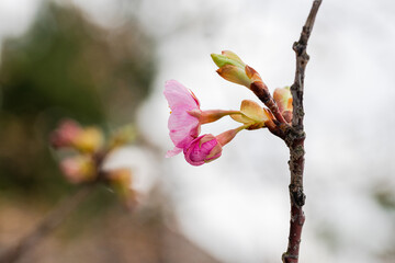 開花が始まった北陸の河津桜
