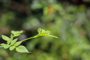 Obraz premium close up of leaves