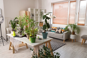 Interior of living room with green houseplants on table