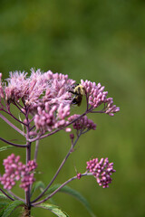 Obraz premium Pollinator on Spotted Joe-Pyeweed in Marsh