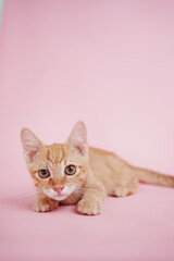 ginger tabby kitten on pink background