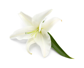 Naklejka na ściany i meble Beautiful lily flower isolated on white background