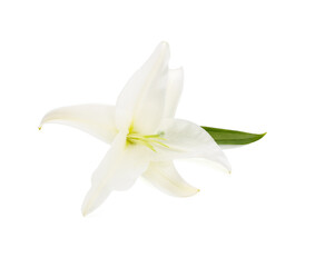 Naklejka na ściany i meble Beautiful lily flower isolated on white background