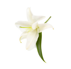 Fototapeta na wymiar Beautiful lily flower isolated on white background
