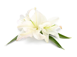 Fototapeta na wymiar Beautiful lily flowers isolated on white background