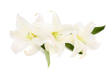 Fototapeta na wymiar Beautiful lily flowers isolated on white background