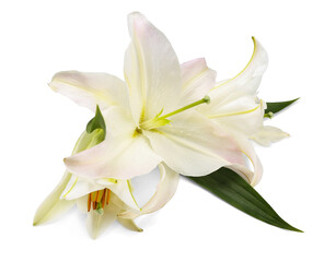 Delicate lily flowers on white background