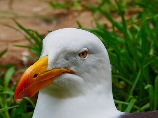 Magnificent stately Pacific Gull with pristine white plumage and a powerful  yellow bill.