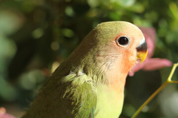 close up of a baby parrot