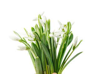 Beautiful snowdrops isolated on white background