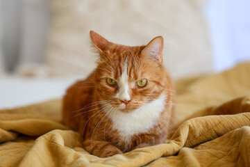 Fototapeta na wymiar Cute red cat lying on blanket in bedroom, closeup