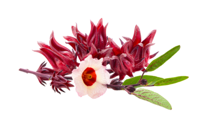 roselle hibiscus with leaf on transparent png