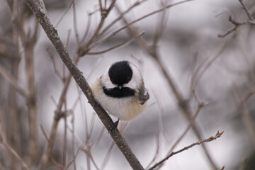 Black-capped Chickadee in the Winter