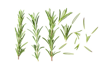 Rosemary isolated on transparent png