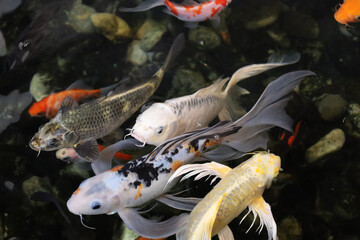 Fishes underwater