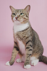 Obraz premium portrait of indonesian domestic tabby shorthair cat sitting on pink background