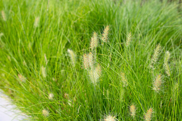 Fountain grass or pennisetum alopecuroides