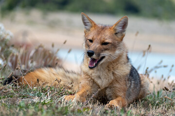 Zorro Colorado. Patagonia Argentina