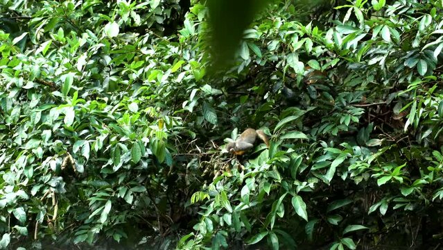 Squirrel Monkey feeding on whitey fruit in the amazon