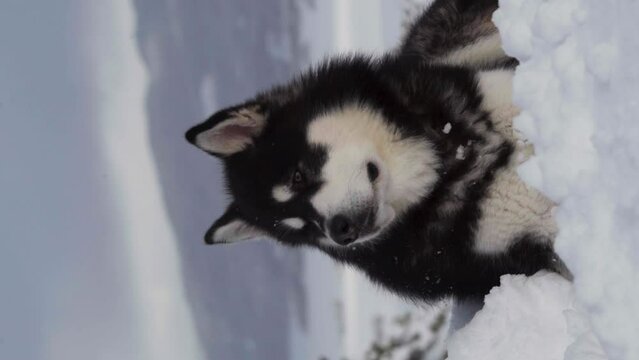 Vertical Shot Of An Alaskan Malamute Sitting On Snowy Landscape - close up