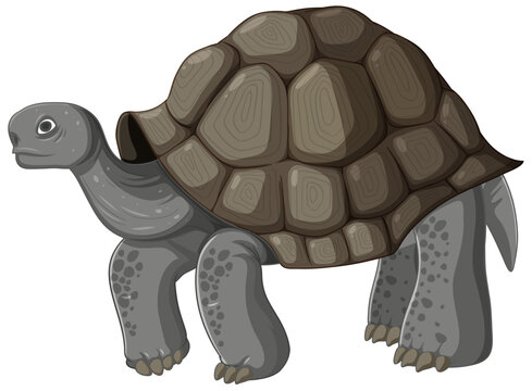gray tortoise with brown shell clip art preview