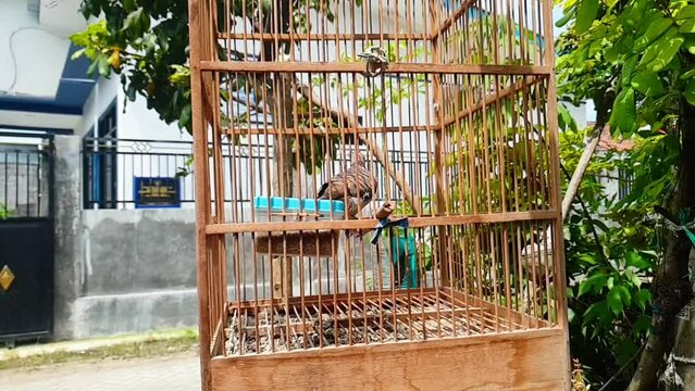 Javanese turtledove (Geopelia striata), a local bird moving back and forth on a log perched in a wooden cage