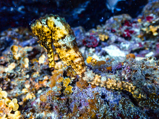 Yellow longsnout seahorse in the Carribbean Sea, Roatan, Bay Islands, Honduras