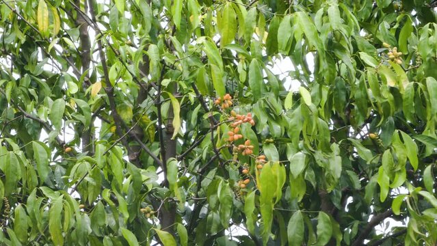 The shoots of the Melinjo (Gnetum gnemon) are sway violently in the wind