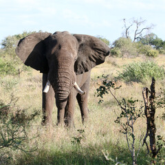 African elephant (Loxodonta africana) Kruger National Park, SouthAfrica: