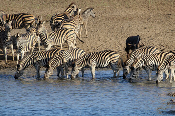 Fototapeta na wymiar General view of wildebeest and zebra drinking at a dam in Kruger Park