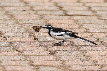 Kruger National Park, South Africa: Motacilla aguimp, African Pied wagtail