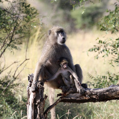 Mother and baby chacma baboon