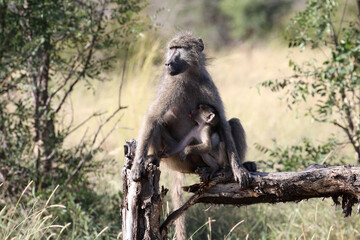 Mother and baby chacma baboon
