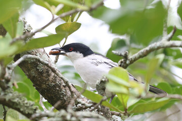 Kruger National Park, South Africa: Dryoscopus cubla, the Black-backed puffback