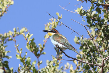 European bee-eater perching in tree in Kruger Park