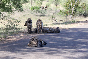 Spotted hyena (Crocuta crocuta) lying on the road, Kruger Park