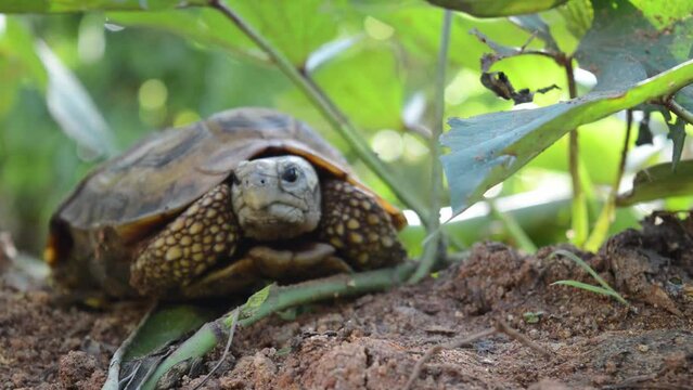 Turtle is standing on a ground surface surrounded by greenery and vegetation during sunshine day and clear weather.