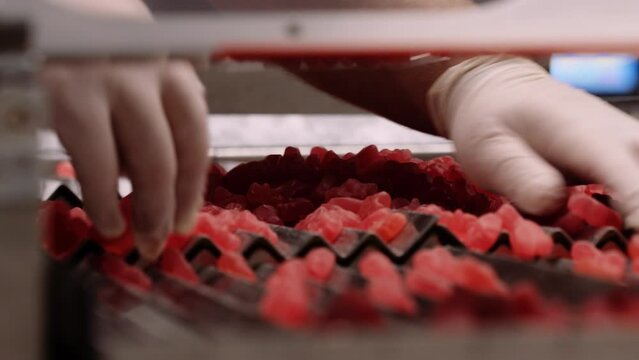 Gummy vitamin supplements spread out on chutes by hand - nutraceutical industry