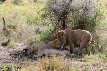 Lion pride panthera leo resting in the shade in the midday summer heat of Kruger Park