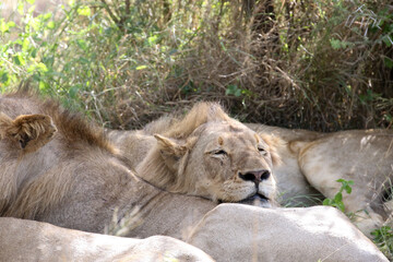 Lion pride panthera leo resting in the shade in the midday summer heat of Kruger Park